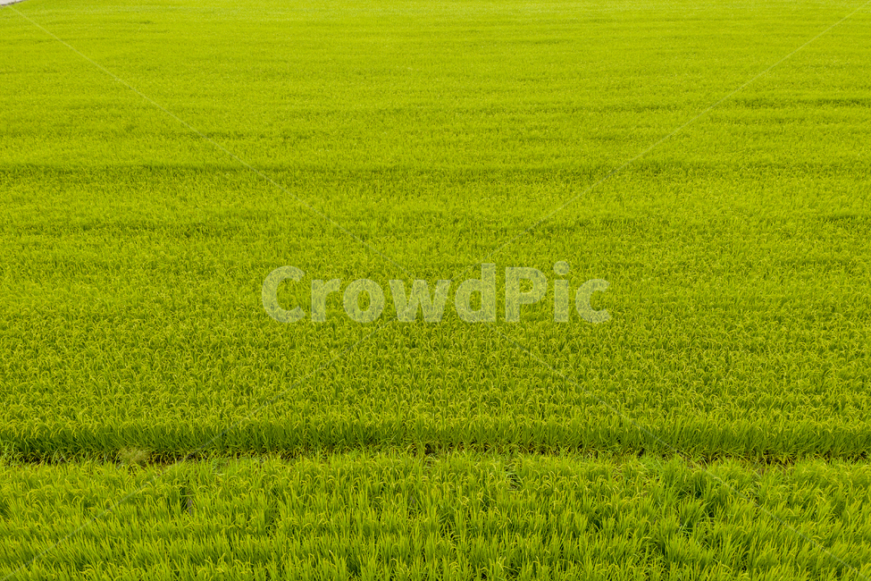 벼,논,쌀,항공촬영,드론촬영,평야,농사,자연,농업,농업,농사,agriculture,farming,farming industry