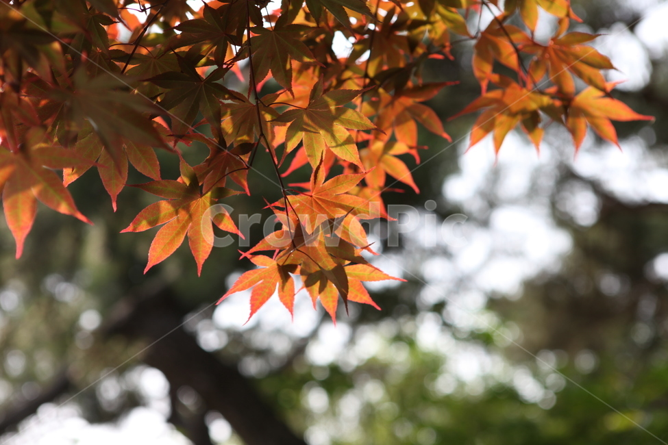 나무,단풍,빛,풍경,자연,자연,풍경,nature,landscape,식물,plants,plant,leaf,잎,tree