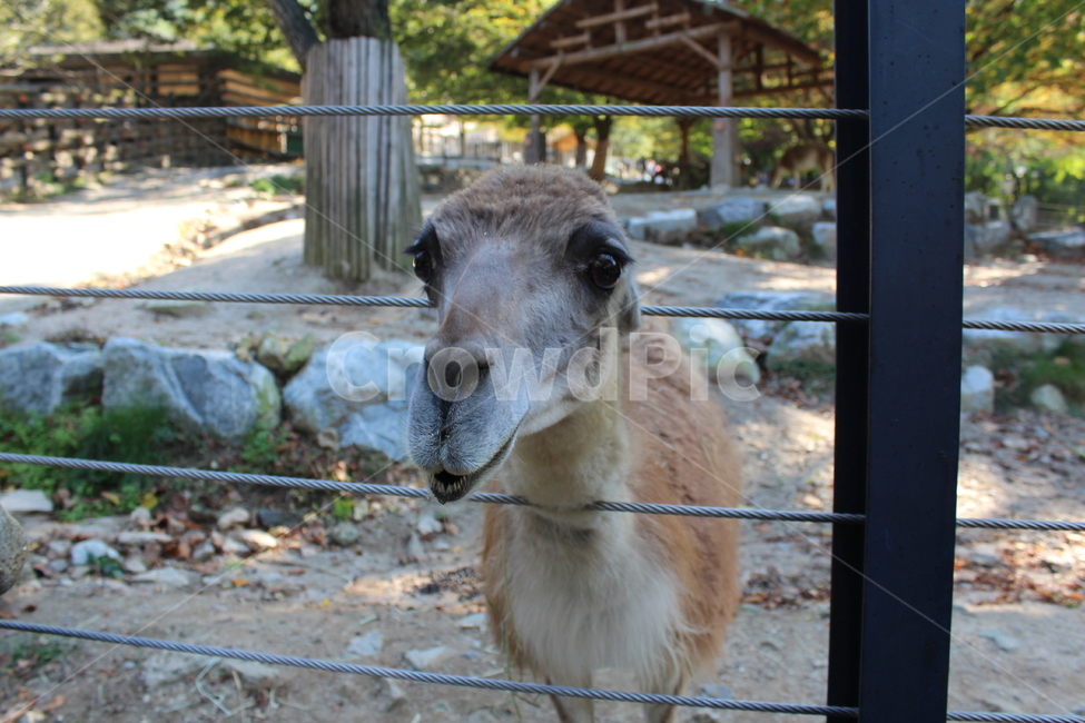 동물원,zoo,포유류,mammal,동물,animal,야생동물,wildlife,동물,animal,포유류,mammal