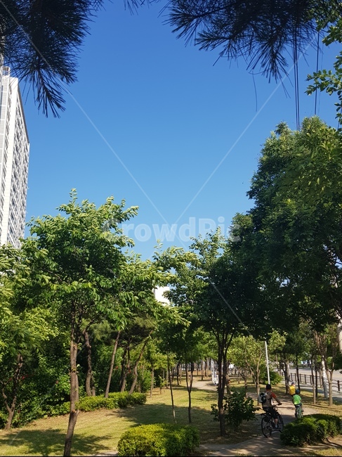 여름,시원함,하늘,색감,풍경,도시,풍경,city,landscape,tree,나무,plant,식물