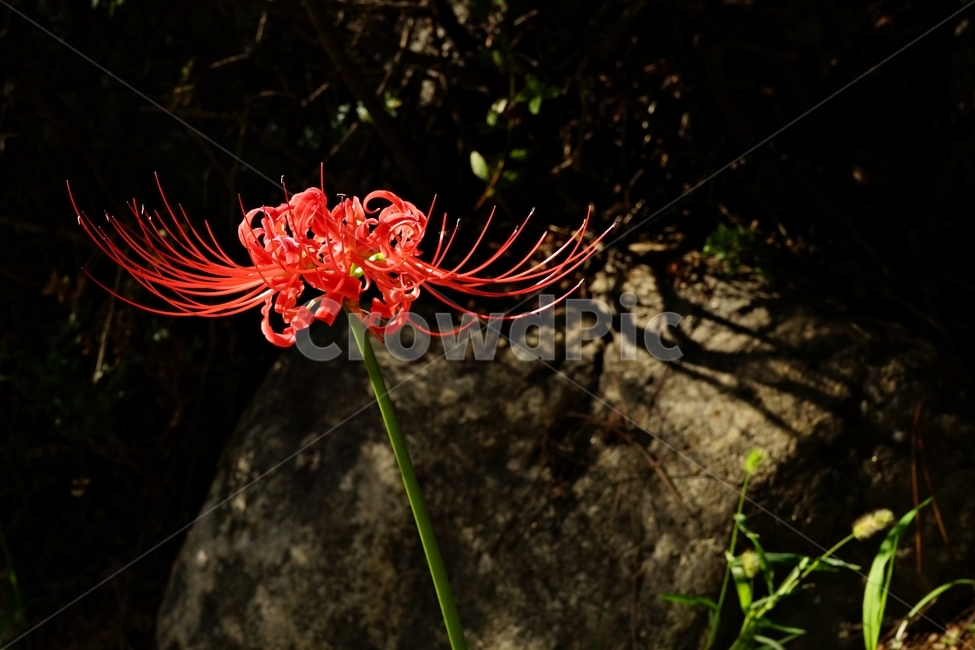 꽃무릇,붉은상사화,슬픈추억,garden,september,꽃,flower,redspiderlily,red,august,bloom,fullbloom,수선화과,여러해살이풀,석산,Lycorisradiata,거미모양,식물,자연,plants,nature,꽃,flower