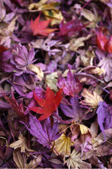 가을,fall,식물,plant,단풍,잎,color,가을,계절,fall,autumn,season,leaf