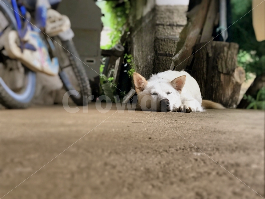시골,자전거,녹음,강아지,개,낮잠,여름,털,엄마,동물,animal,포유류,mammal,개,강아지,dog,doggy