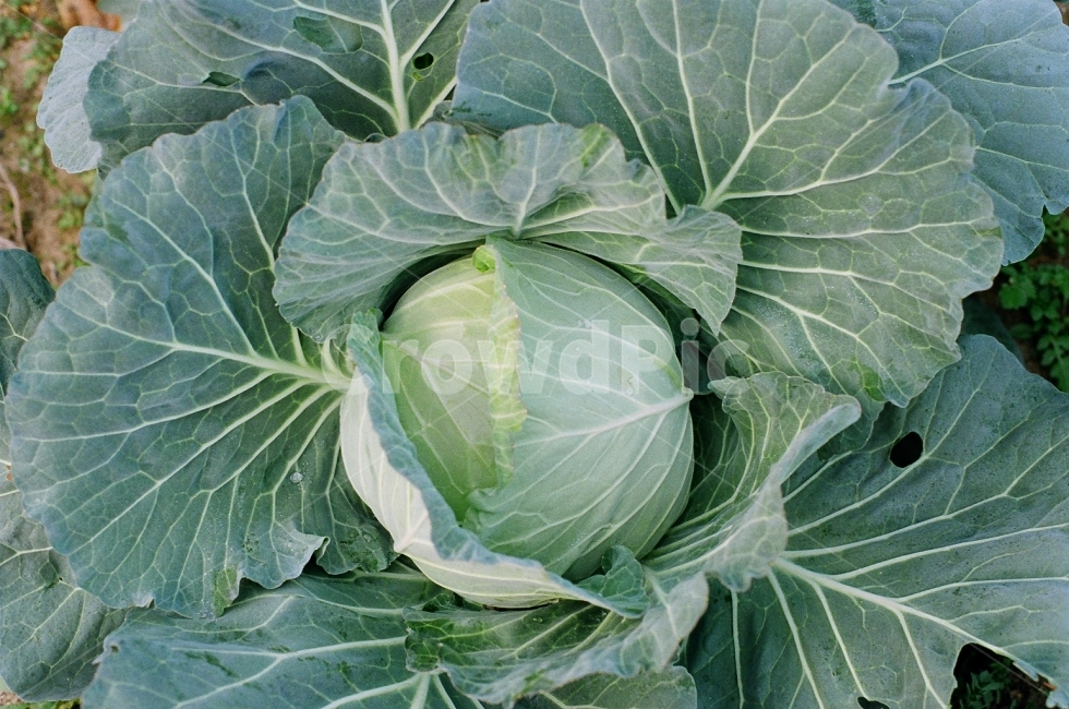 필름사진,감성사진,배추,배추사진,채소,채소,야채,vegetables,산업,industry,industrial,농업,농사,agriculture,farming,farming industry