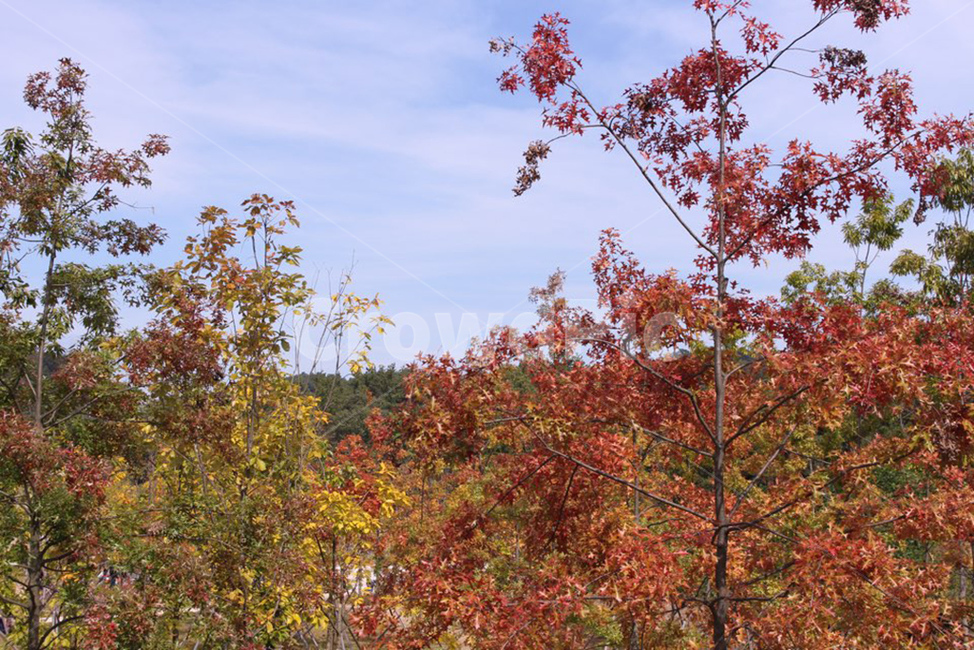tree,나무,plant,식물,초록,오렌지,단풍,green,나뭇잎,leaf,가을,계절,fall,autumn,season,자연,풍경,nature,landscape
