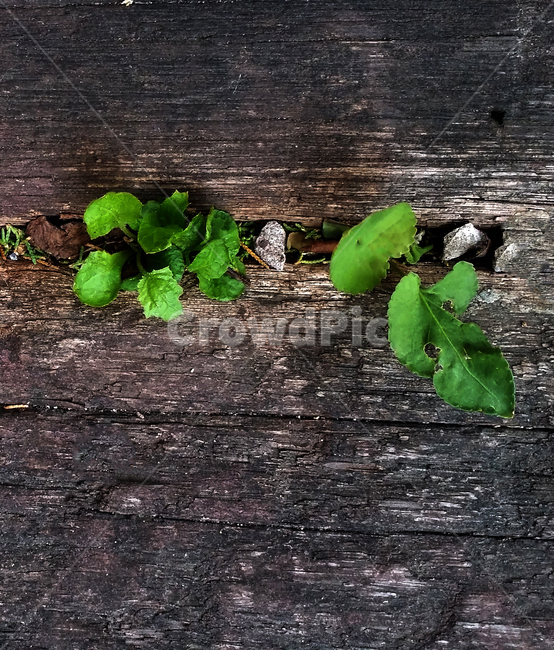 leaf,잎,plant,식물,고목에풀