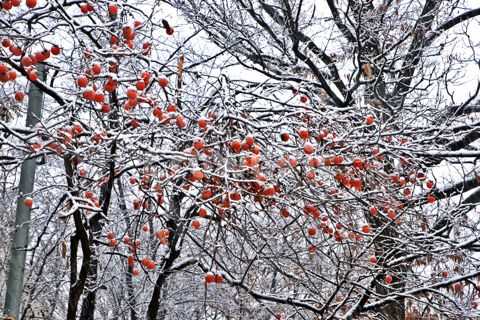 눈,감,나무,까치밥,홍시,겨울,계절,winter,season,식물,자연,plants,nature,나무,trees,wood,과일,열매,fruit