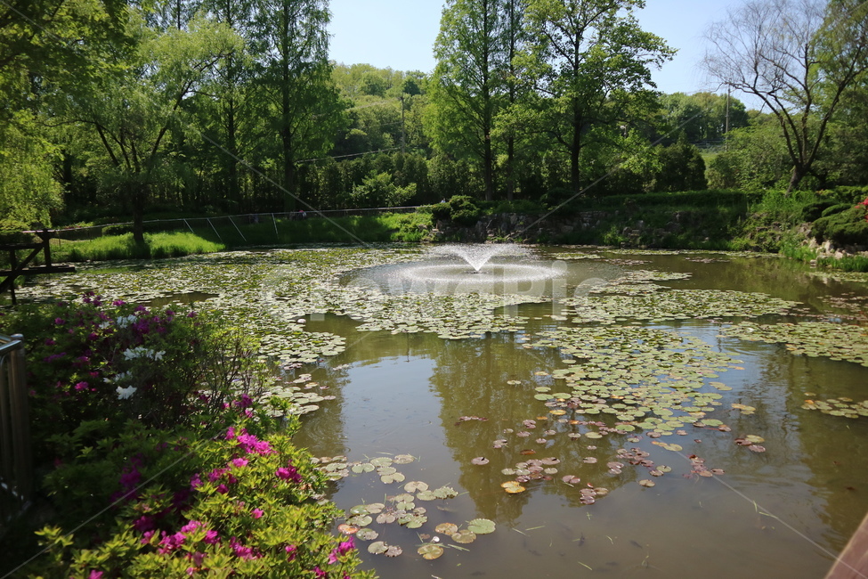 연못,호수,풍경,나무,연꽃,공원,자연,자연,풍경,nature,landscape,water,물,outdoors,옥외,land,땅,pond,못
