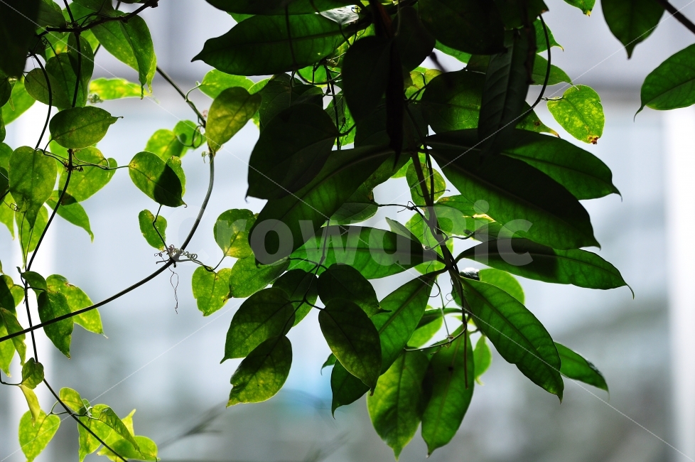 초록,나뭇잎,잎,편안함,녹색,자연,감성,식물,자연,plants,nature
