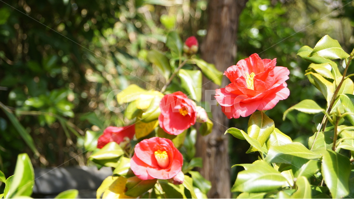동백,동백꽃,꽃,자연,풍경,식물,자연,plants,nature,꽃,flower,휴식,힐링,rest,relaxation,healing