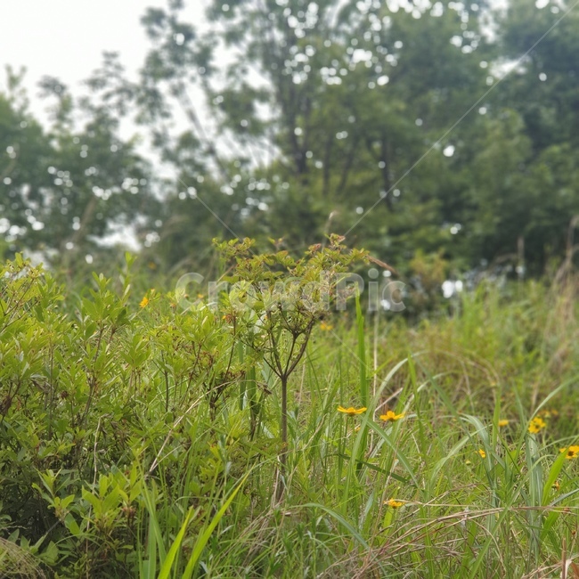 하늘,나무,풀,구름,저녁,등산,산길,산행