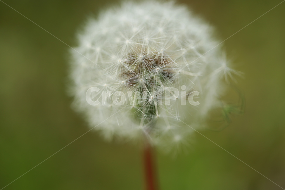 양귀비꽃,민들레,민들레홀씨,봄,들판,식물,자연,plants,nature,꽃,flower