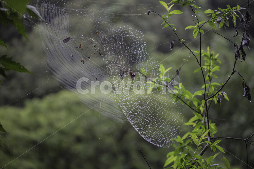 자연,거미,거미줄,물방울,감성,동물,animal,곤충,벌레,insect,bug