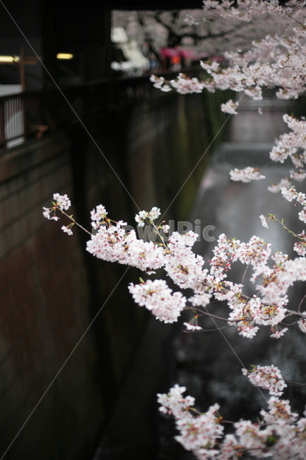 plant,cherryblossom,식물,벚꽃,blossom,꽃,flower,일본,나카메구로,일본벚꽃,사쿠라,봄,계절,spring,season
