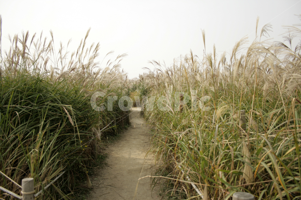 길,억새,억새밭,가을,풍경,가을,계절,fall,autumn,season,자연,풍경,nature,landscape,grass,잔디,plant,식물,lawn