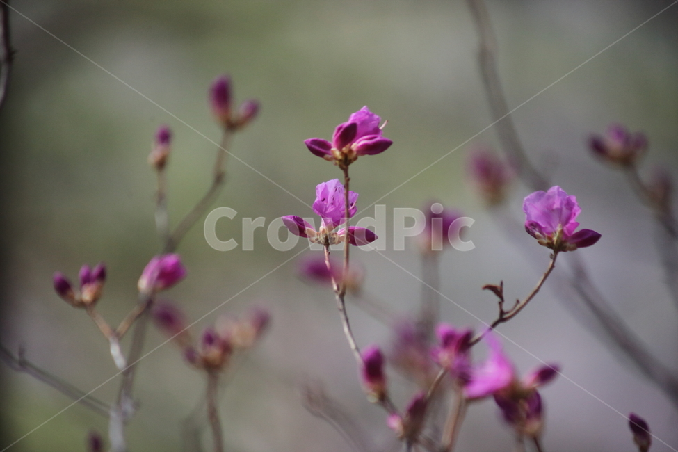 진달래,꽃,두견화,koreanrosebay,봄,봄,계절,spring,season,식물,자연,plants,nature,꽃,flower,geranium,제라늄,plant,blossom