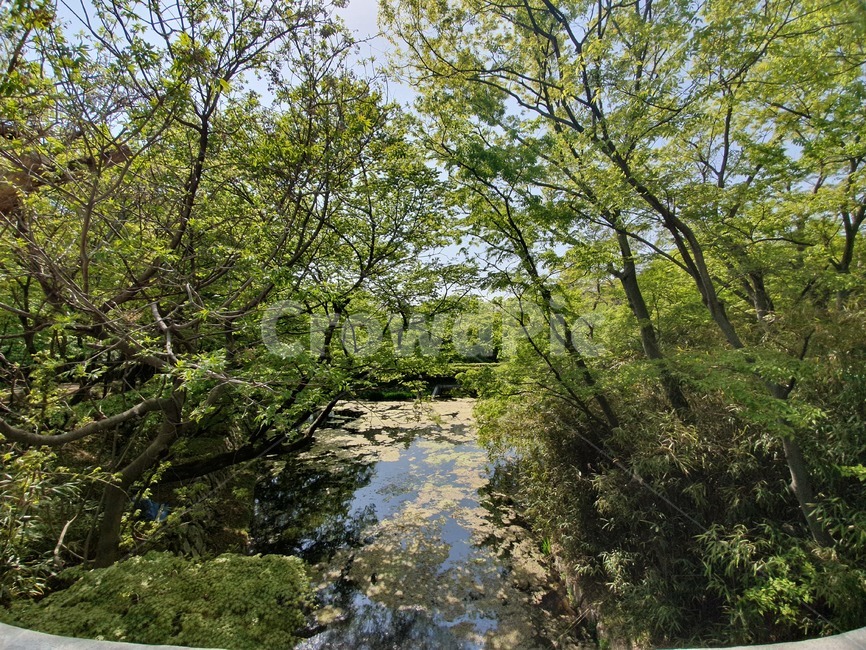 나무,호수,숲,우거진,산책