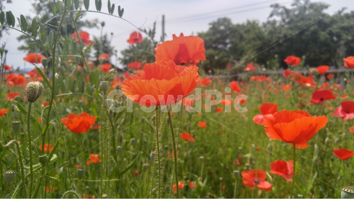 꽃,양귀비,꽃밭,남원,붉은꽃,식물,자연,plants,nature,꽃,flower