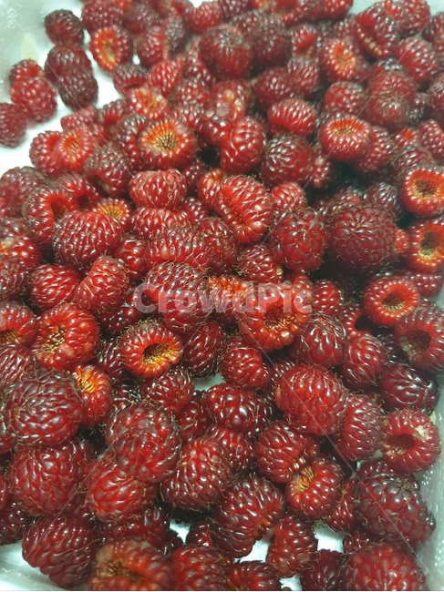 산딸기,raspberry,strawberry,식물,fruit,과일,food,음식,음식,식재료,요리,food,cook,meal,dishes,food reserves,과일,열매,fruit