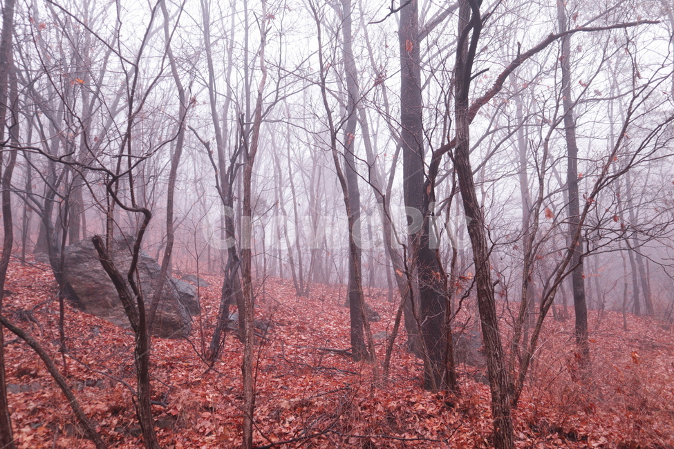 plant,식물,tree,나무,안개,낙엽