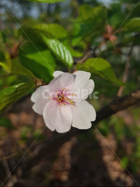 꽃,들꽃,flower,wildflower,꽃잎,petal,floralleaf