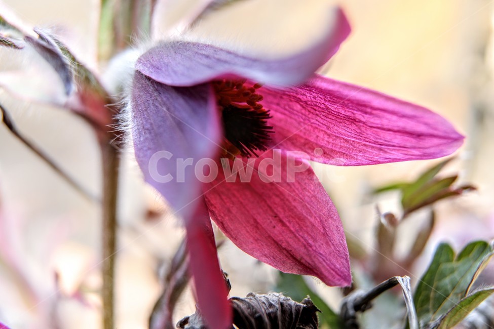 할미꽃,파랑,연분홍,꽃잎,동강,식물,자연,plants,nature,꽃,flower