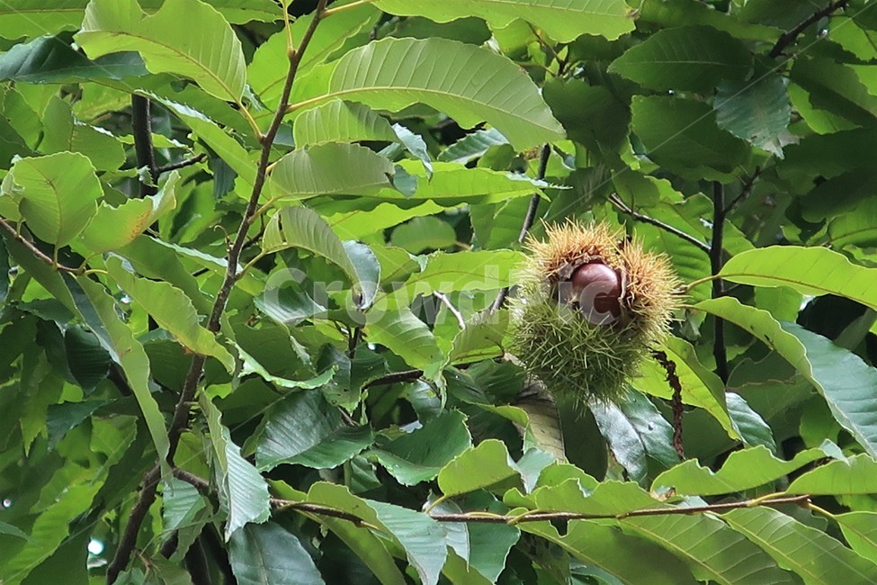 가을,밤,밤송이,밤나무,가시,알밤,나무,열매,자연,특산물,수확,가을,계절,fall,autumn,season,식물,자연,plants,nature,과일,열매,fruit,plant,vegetation,초목
