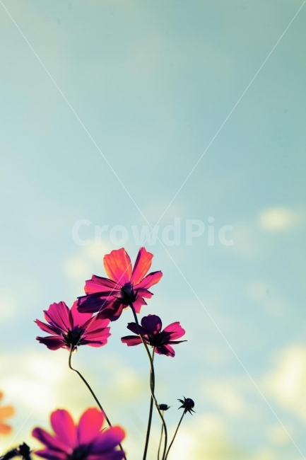 코스모스,가을,일몰,comos,fall,따사로움,가을하늘,가을풍경,가을,계절,fall,autumn,season,식물,자연,plants,nature,꽃,flower,색깔,색상,색채,색감,color sense,color sensitivity,feeling of color,plant,daisy,데이지,daisies,blossom