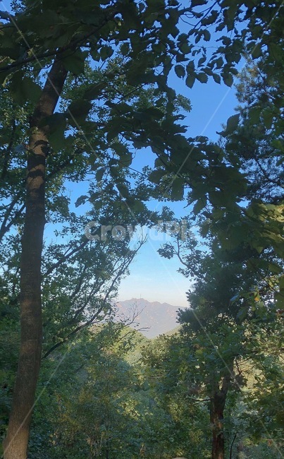 자연,나무,식물,산,하늘,자연,풍경,nature,landscape,tree,plant,tree trunk,나무 줄기