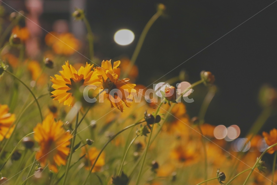 꽃,들꽃,flower,노란꽃,꽃밭,노란색,yellowflower,yellow,lakeside,강변,감성사진,풍경사진,꽃사진,봄꽃,봄,spring,꽃봉오리,스냅사진,스냅,풍경,landscape,snapshot,picture,식물,자연,plants,nature,꽃,flower,감성,sensible,feeling