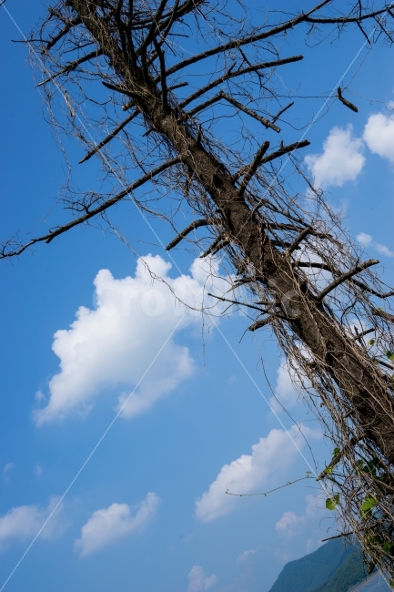 나무,고목,풍경사진,파란하늘,썩은나무,구름사진,구름,bluesky,landscape,tree,cloud,oldtree,decayed,나무사진,맑은날,푸른하늘,고목나무,식물,자연,plants,nature