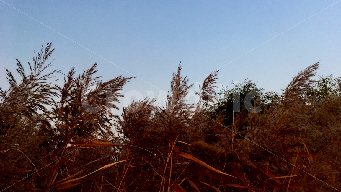억새,하늘공원,가을,노을,쓸쓸함,가을,계절,fall,autumn,season,자연,풍경,nature,landscape,식물,plants,plant,grass,잔디,lawn,reed,갈대