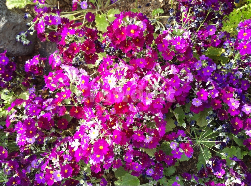 화단,꽃밭,꽃,식물,꽃봉오리,flower,plant,blossom,spring,봄