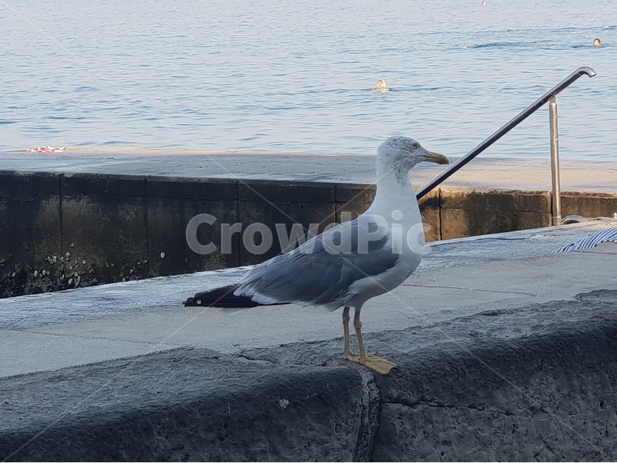 갈매기,새,조류,바다새,bird,seamew,seagull,동물,animal,조류,새,birds