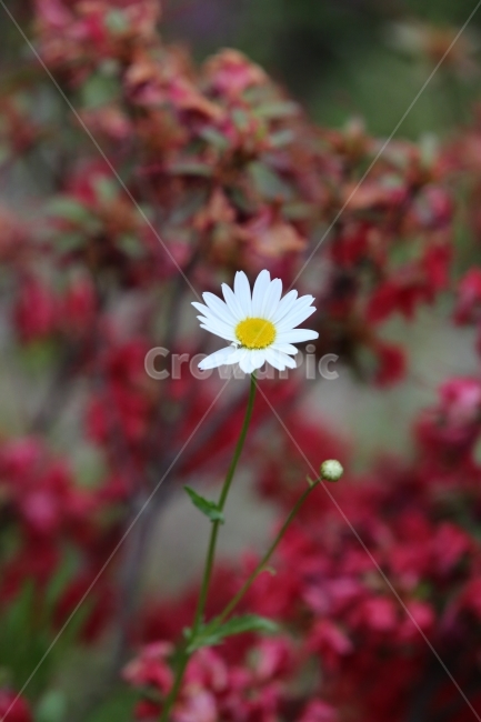 꽃,구절초,식물,흰색,노랑,식물,자연,plants,nature,꽃,flower