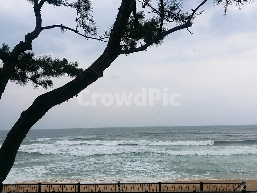 바다,나무,자연,nature,소나무,파도,정동진바다