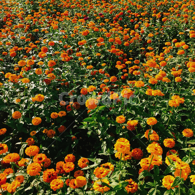 백일홍,꽃밭,꽃,화단,주황,flower,식물,자연,nature