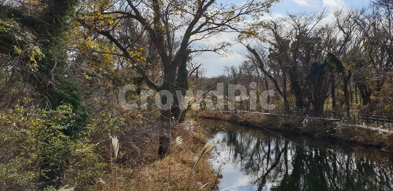 자연,숲속,강,숲,가을,river,forest,fall,가을,계절,fall,autumn,season,nature,outdoors,옥외,land,땅,tree trunk,나무 줄기,tree,나무,plant,식물,water,물