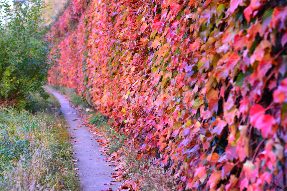 가을,담쟁이덩굴,덩굴식물,가을배경,가을서정,가을감성,가을분위기,autumn,fall,background,plant,leaf,식물,단풍,물들다,계절,시즌,season,잎,잎새,잎사귀,이파리,colorful,칼라풀,자연,배경,바탕,백그라운드,알록달록,담장,울타리,벽,산책로,호젓한,한적한,길,가을길,담장길,가을,계절,fall,autumn,season