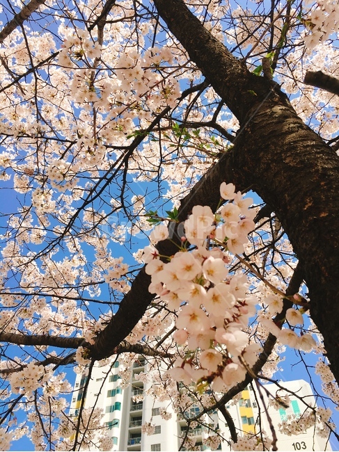 벚꽃,꽃,봄,하늘,벚꽃길,꽃놀이,꽃하늘,벚꽃하늘,햇살,풍경,봄,계절,spring,season,식물,자연,plants,nature,꽃,flower,plant