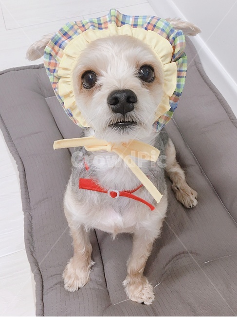 강아지,개,애견,요크셔테리아,반려견,동물,dog,pretty,눈동자,love,동물,animal,포유류,mammal,개,강아지,dog,doggy
