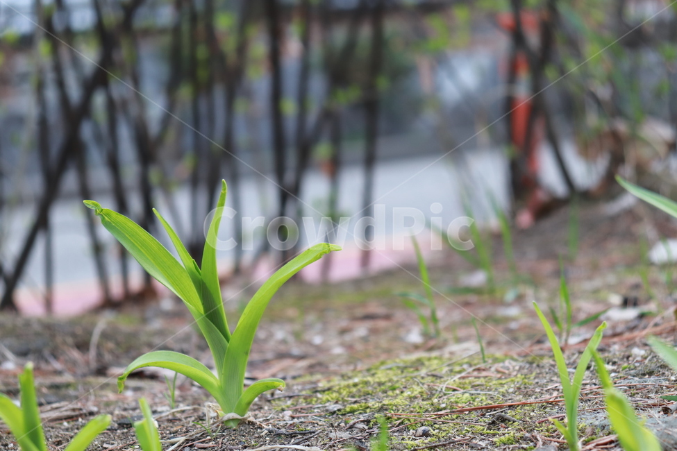 새싹,잡초,식물,자연,풀,식물,자연,plants,nature