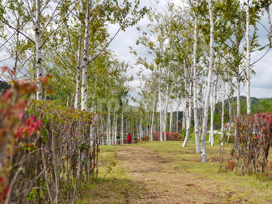 자작나무,가을,풍경,자연,하늘,tree,나무,plant,식물