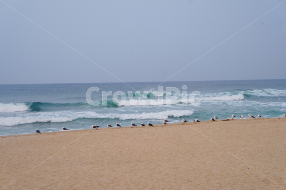 바다,해변,파도,갈매기,동물,시원함,청럄감,자연,풍경,nature,landscape,해변,바다,beach,sea,동물,animal,조류,새,birds,ocean,대양,outdoors,옥외,water,물,bird,sand,모래