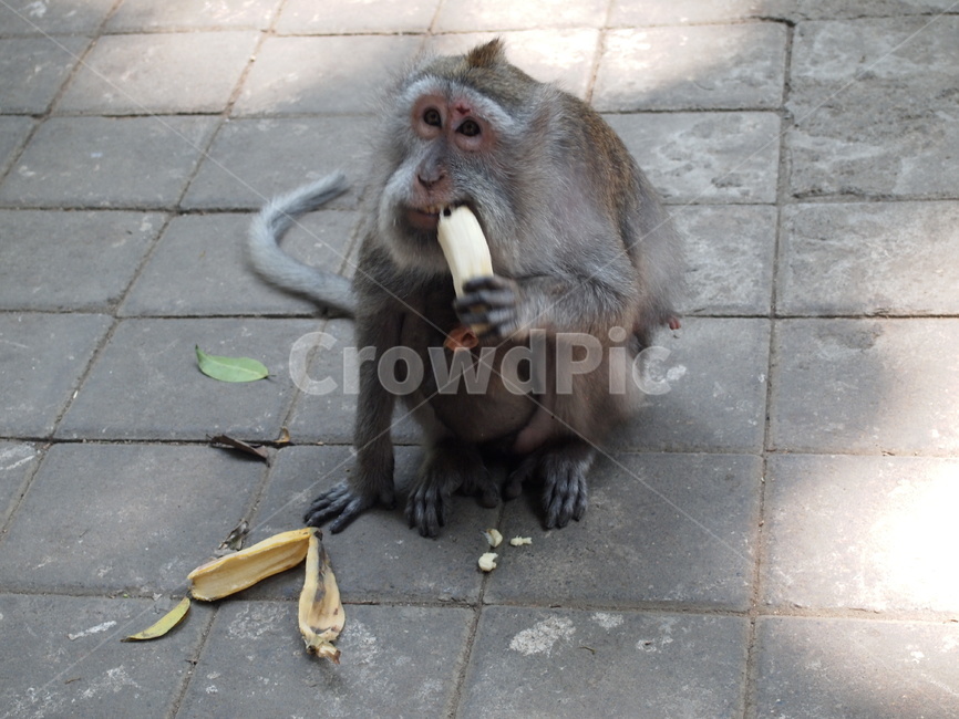 야생동물,동물,animal,포유류,mammal,monkey,원숭이,wildlife,동물,animal,포유류,mammal