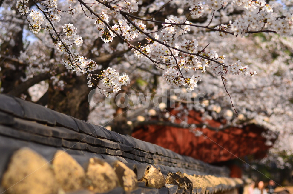 봄,벚꽃,돌담,풍경,꽃,봄,계절,spring,season,한국전통,한국문화,korean traditional,korean culture,식물,자연,plants,nature,꽃,flower,감성,sensible,feeling,plant