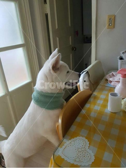 풍산개,패션개,dog,목도리한개,애완견,강아지