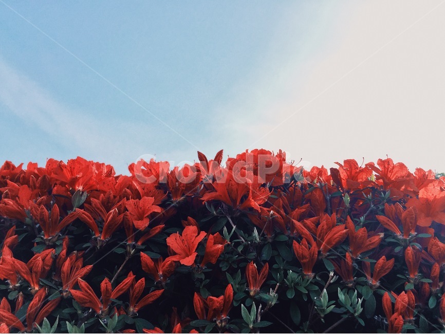 철쭉,꽃,봄,풍경,자연,붉음,하늘,선명함,화려,nature,봄,계절,spring,season,식물,자연,plants,nature,꽃,flower,leaf,잎,plant,geranium,제라늄,blossom,petal,꽃잎