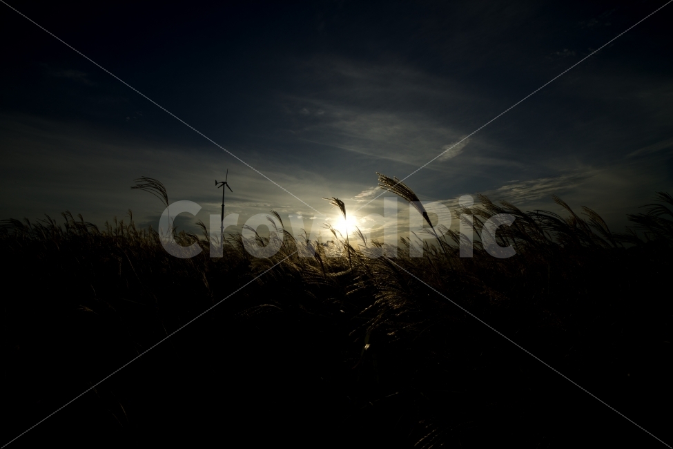 가을,노을,억새,하늘,감성,하늘공원,가을,계절,fall,autumn,season,자연,풍경,nature,landscape,한국자연풍경,한국자연경관,korea nature landscape,감성,sensible,feeling,grass,잔디,plant,식물,light,빛,flare,플레어