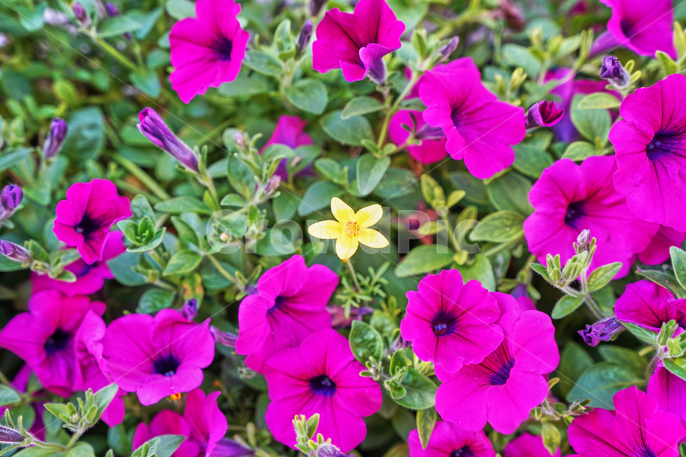 청계천,꽃,여름,식물,자연,식물,자연,plants,nature,꽃,flower